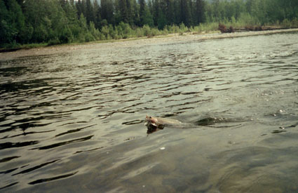 Salcha River, Alaska